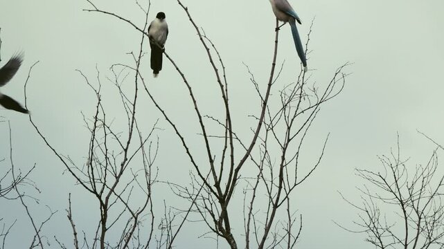 Tokyo,Japan - May 4, 2026: Azure-winged Magpies on a branch in the Morning