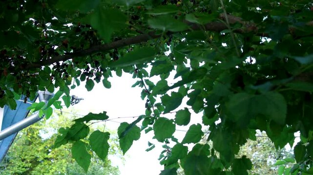 A low angle view looking up through a mulberry tree, showing dense green leaves and branches against the sky. Sunlight filters through the canopy, creating a calm summer nature perspective. 
