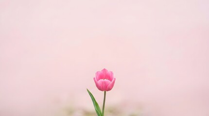 Fototapeta premium Single Pink Tulip Flower Blooming on a Soft Pink Background.