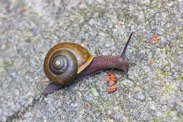snail on a leaf © Lina