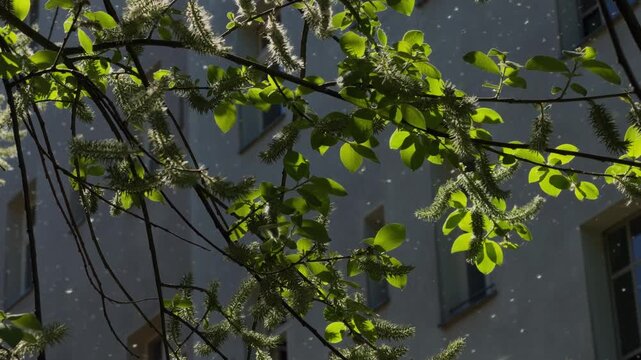 Urban spring in Berlin, Germany. Close up of  flowering branches in a peaceful Hinterhof . Baclit pollen sparkles like snow in the background. Love is in the air.