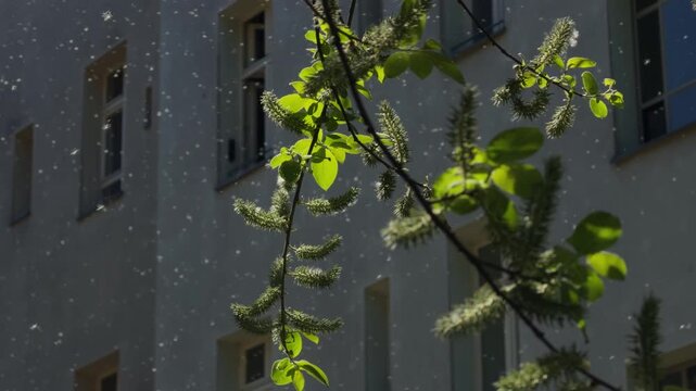 Sunny spring in Berlin, Germany. Close shot of Blooming branches and floating pollen in a peaceful urban courtyard, symbolizing renewal, romance and natural cycles.