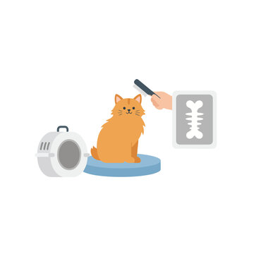 This flat vector illustration features a fluffy ginger cat being groomed with a brush near a pet carrier and a medical X-ray of a bone structure.
