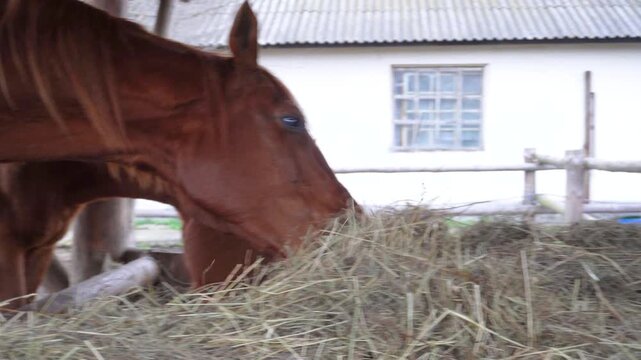 A horse eats hay in the stable. Feeding farm animals in a paddock on the street. Red and black horses eat hay. The concept of animal husbandry and agriculture.