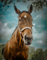 Naklejka premium Portrait of a brown horse outdoors
