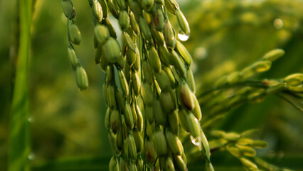 Fototapeta premium fresh dew and rice plants in the morning