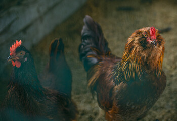 Chickens of various breeds likely Easter Eggers or Ameraucanas. © Anna Kapustina