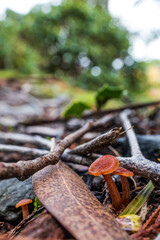 Fototapeta premium Tiny Wild Mushrooms Growing on Forest Floor After Rain