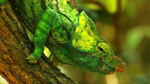 endemic Malagasy reptile Calumma parsonii cristifer, portrait 4 

