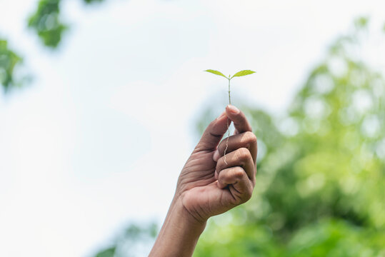 Eco green earth environment concept. Hand with growing tree on earth day with sunlight bokeh in morning. Save world energy protect by plant tree in soil and watering.