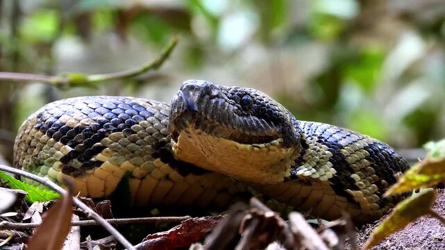 portrait of hissing Madagascar tree boa 499