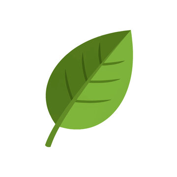 Vector illustration of a vibrant green deciduous leaf with distinct midrib and lateral veins, isolated on a plain white background, showing botanical details and a short petiole.