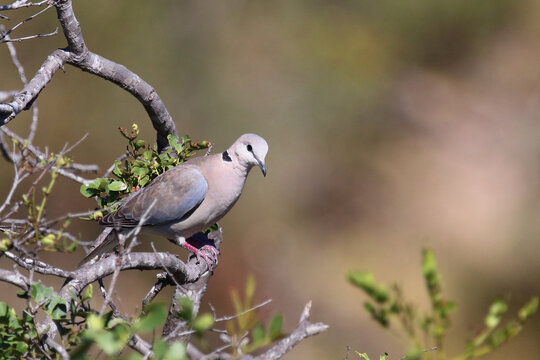 Kapturteltaube / Cape turtle dove / Streptopelia capicola