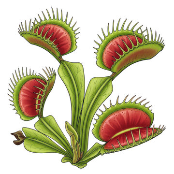 Venus flytrap plant with red and green leaves