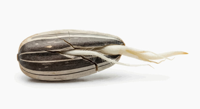 Germinating Sunflower Seed with Radicle &mdash; Macro Photography of Seed Germination Isolated on White Background