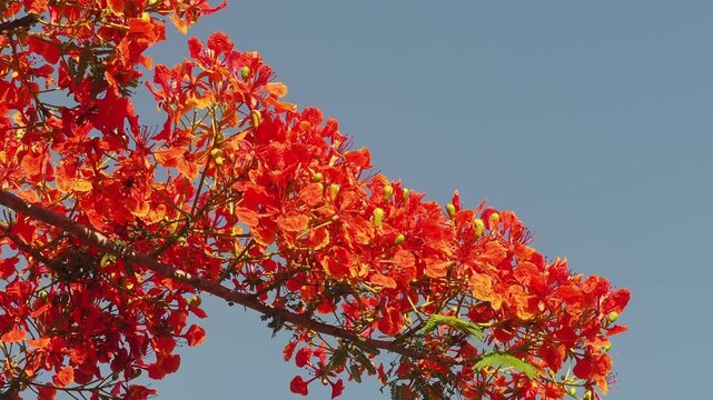 Red peacock flower tree or flamboyant deciduous trees provide shade.	