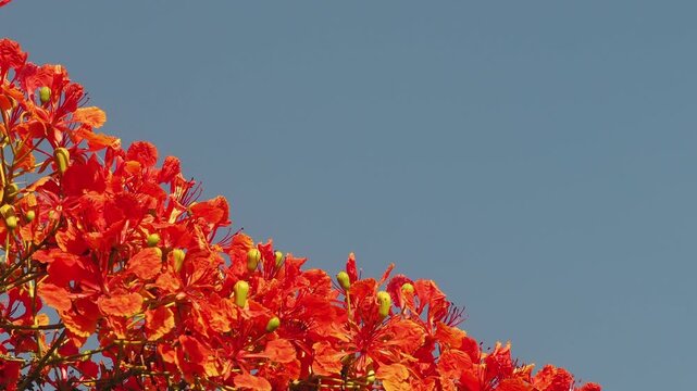 Red peacock flower tree or flamboyant deciduous trees provide shade.	