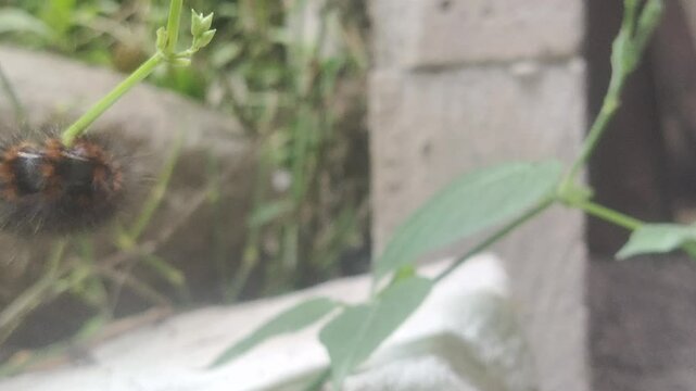A black fuzzy caterpillar is munching on a leaf