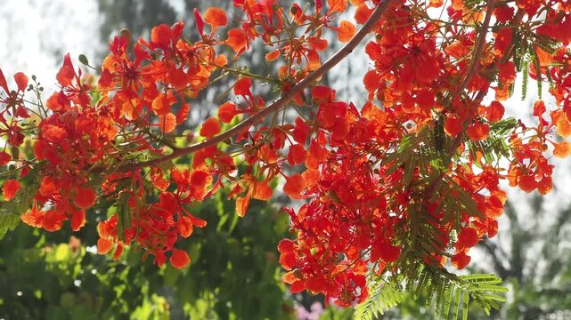 Red peacock flower tree or flamboyant deciduous trees provide shade.	