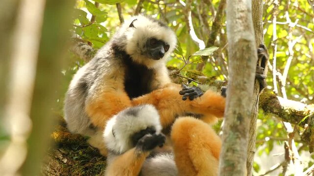Lemur diademed sifaka, Propithecus diadema, grabbing at each other  2