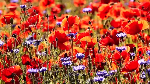 blooming poppies with cornflowers, close 22