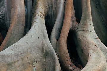 A beautiful view of the massive trunk and roots of the banyan tree. © Nataliya