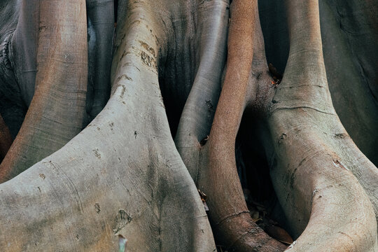 A beautiful view of the massive trunk and roots of the banyan tree.