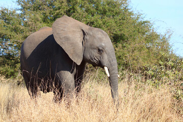 Fototapeta premium Afrikanischer Elefant / African elephant / Loxodonta africana