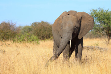 Fototapeta premium Afrikanischer Elefant / African elephant / Loxodonta africana