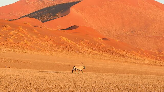oryx walking along red dunes 031
