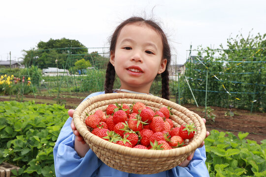 イチゴ狩りをする女の子