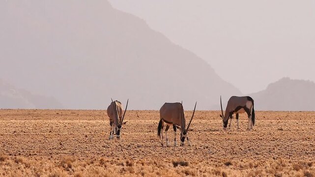 oryx grazing in the desert in front of hazy mountain chains 005