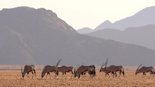oryx grazing in the desert in front of hazy mountain chains 831