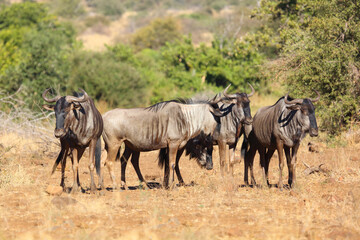 Obraz premium Streifengnu / Blue wildebeest / Connochaetes taurinus