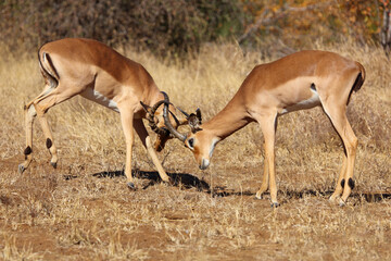 Fototapeta premium Schwarzfersenantilope / Impala / Aepyceros melampus