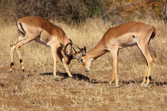 Schwarzfersenantilope / Impala / Aepyceros melampus
