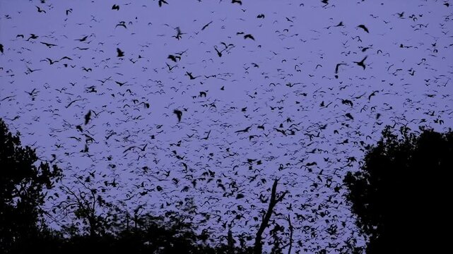 flying foxes or fruit bats in Zambia, evening departure of millions for feeding grounds, slomo 067
