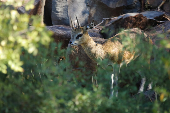 Klippspringer / Klipspringer / Oreotragus oreotragus