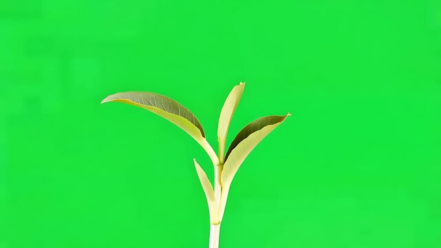 Young Green Plant Growing Cartoon