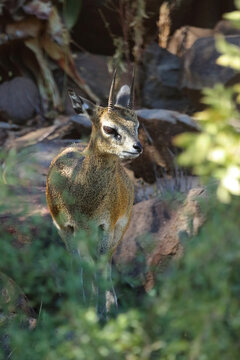 Klippspringer / Klipspringer / Oreotragus oreotragus