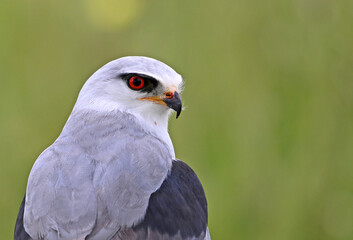 Fototapeta premium a beautiful blue kite with red eyes