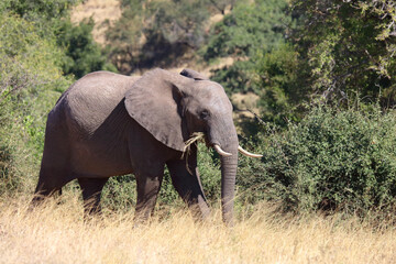 Fototapeta premium Afrikanischer Elefant / African elephant / Loxodonta africana
