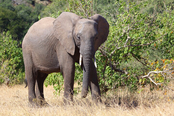Fototapeta premium Afrikanischer Elefant / African elephant / Loxodonta africana
