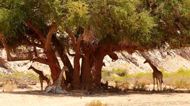giraffes, Giraffa camelopardalis, resting in the shadow of old ana trees 534
