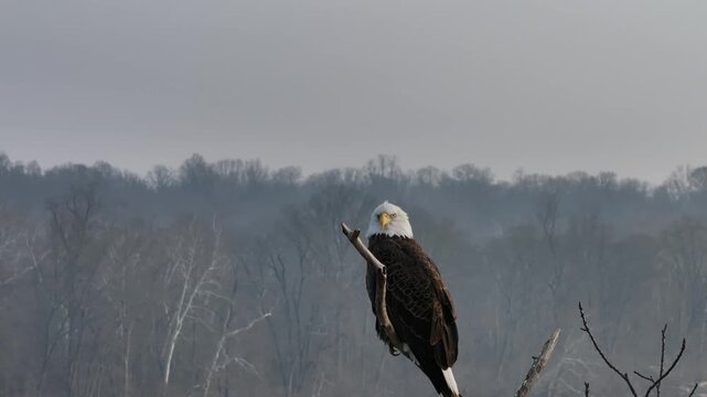 Bald Eagle