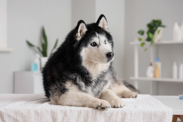 Funny dog in grooming salon © Pixel-Shot