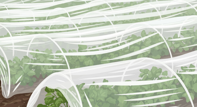 Vector illustration of agricultural garden row covers protecting young green plants and leafy vegetable crops growing in soil under translucent protective fabric tunnels.