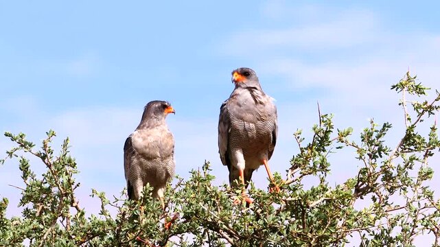pale shanting goshawk, Melierax canorus,  high in the tree 002
