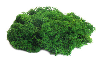Fototapeta premium Beautiful bright green moss isolated on white