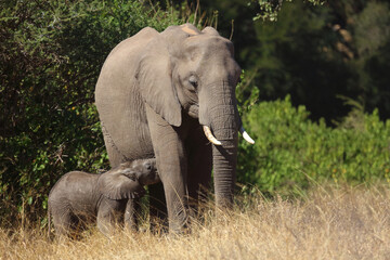 Fototapeta premium Afrikanischer Elefant / African elephant / Loxodonta africana